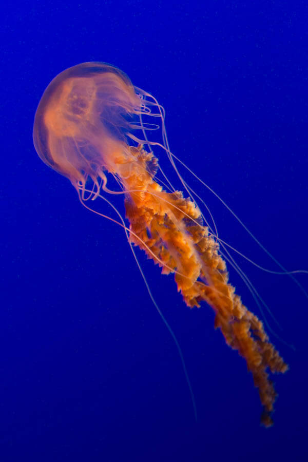 Monterey Bay Aquarium Jellies Exhibit