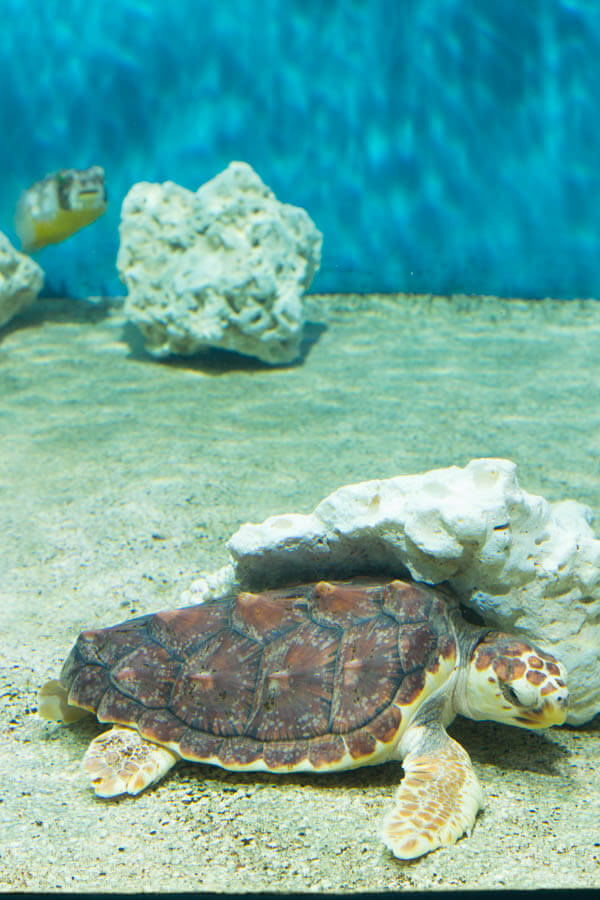 Monterey Bay Aquarium Sea Turtle