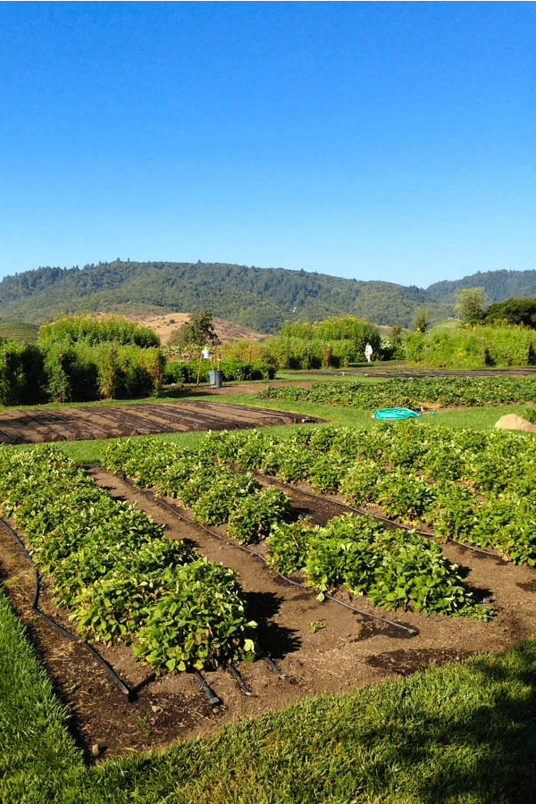 Foodie's Guide to Napa Valley