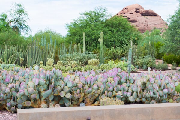 The Best Outdoor Adventures in Phoenix and the surrounding area featuring the Desert Botanical Garden, Hot Air Balloon ride and more!
