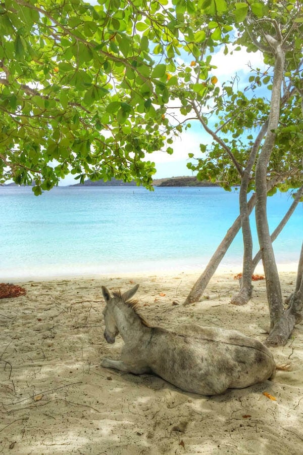 Planning a Trip to St. John, U.S. Virgin Islands