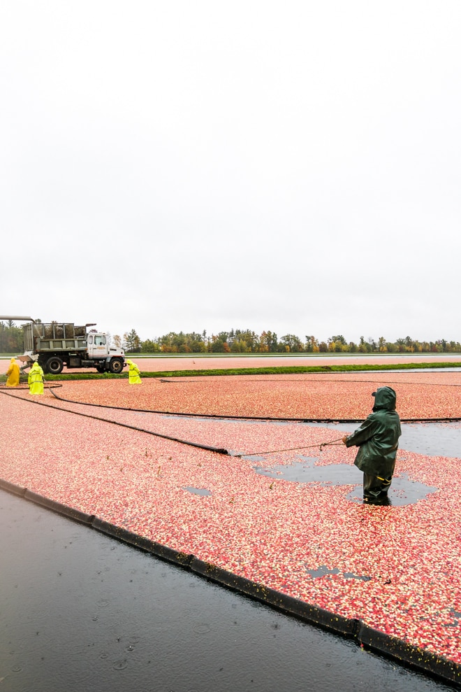 Plan a foodie road trip to Wisconsin featuring the cranberry harvest, unique foodie experiences and Osthoff Resort! Our travel Wisconsin fall road trip includes the best road trip planner for foodies looking to experience a taste of Wisconsin cranberries. #travel #wisconsin #cranberry #harvest #osthoff #travel #roadtrip #luxury #foodie