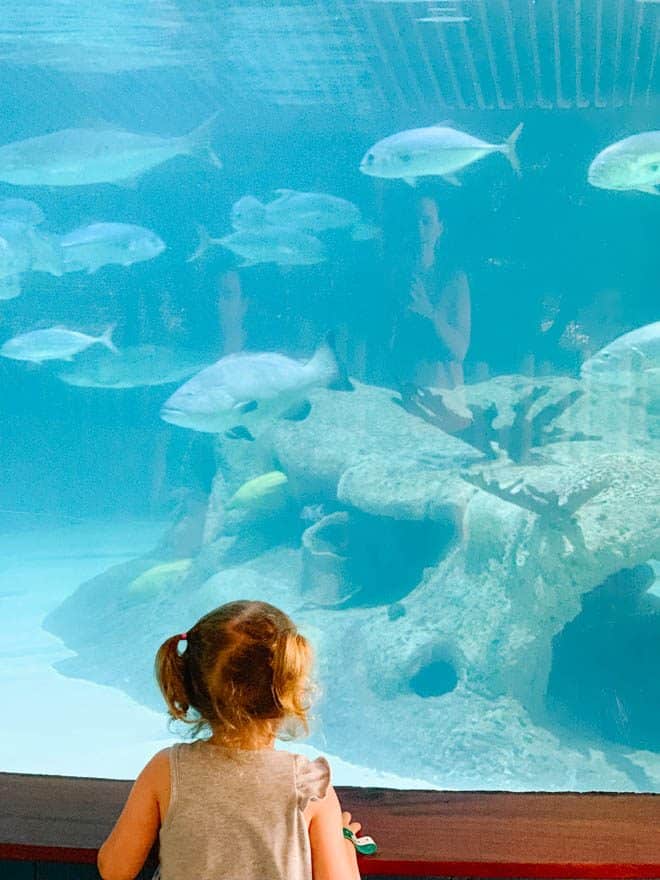 Large fish tank at Aquarium encounters Islamorada.