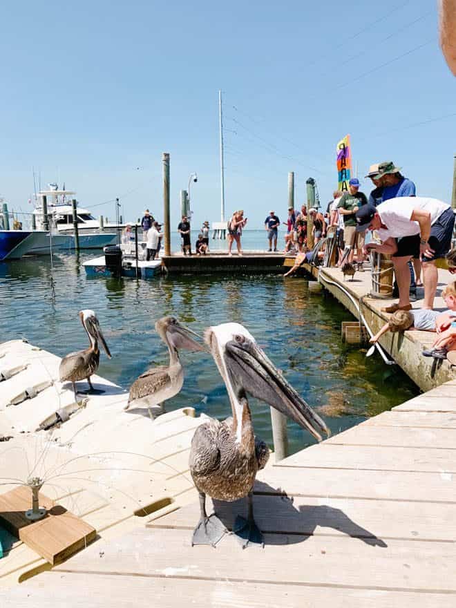 Three pelicans sitting on a dock at Robbie's Marina.
