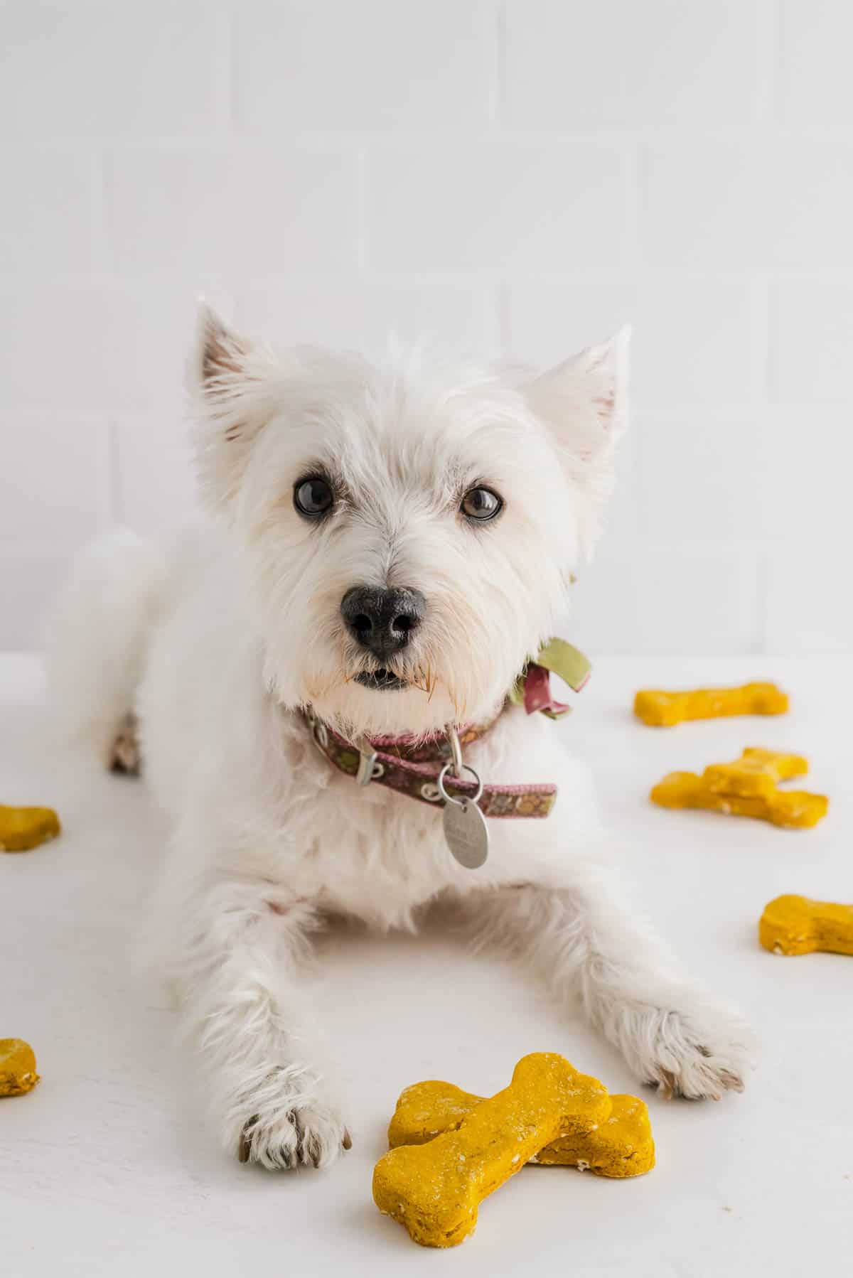 a white dog with two homemade dog treats in front of him