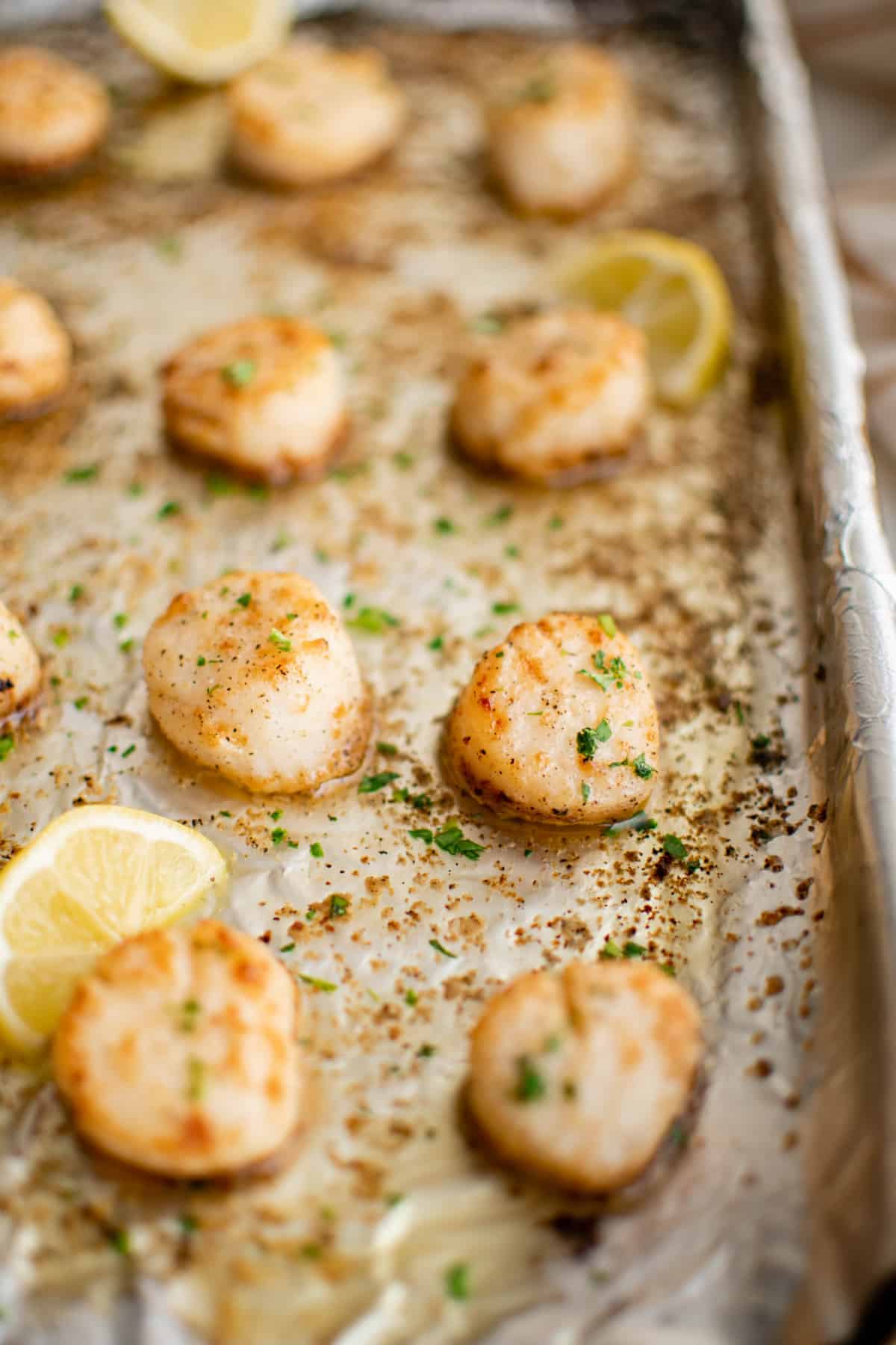 Broiled scallops on a sheet pan before serving.