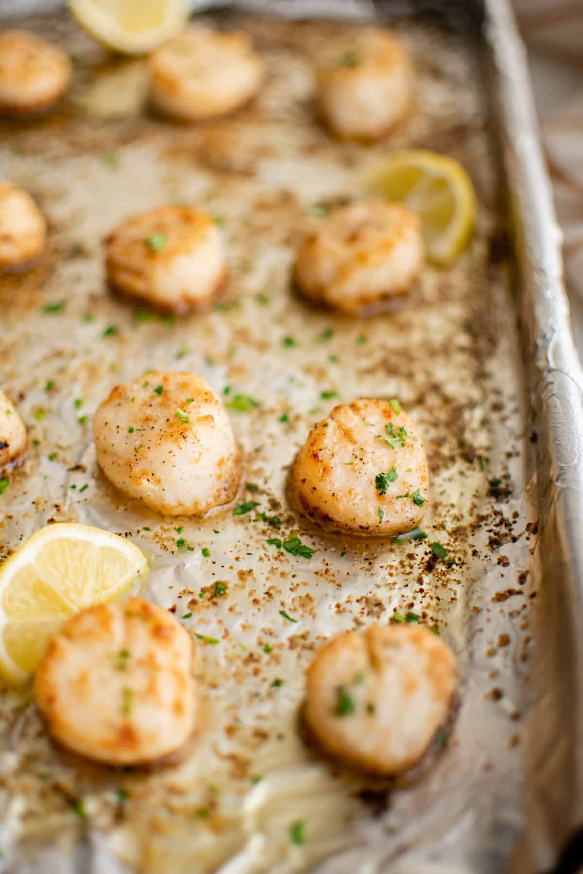 Broiled scallops on a sheet pan before serving.